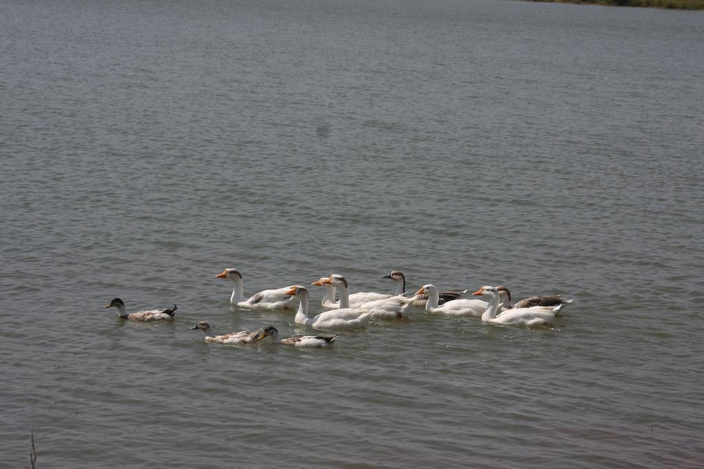 Juesta Lake Nahargarh Palace, Chittorgarh Parsoli Luaran gambar